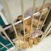 This five-year-old German Shepard mix named Panzer is available for adoption at the Humane Society of Huron Valley. Melanie Maxwell I AnnArbor.com
